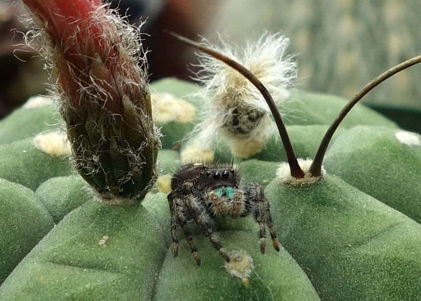 Audrey Phidippus audax 1 12-4-17.jpg