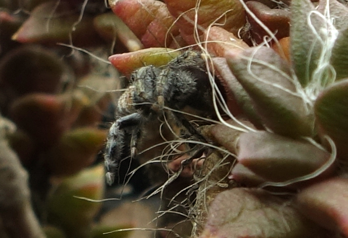 Audrey Phidippus audax 3 12-3-17.jpg