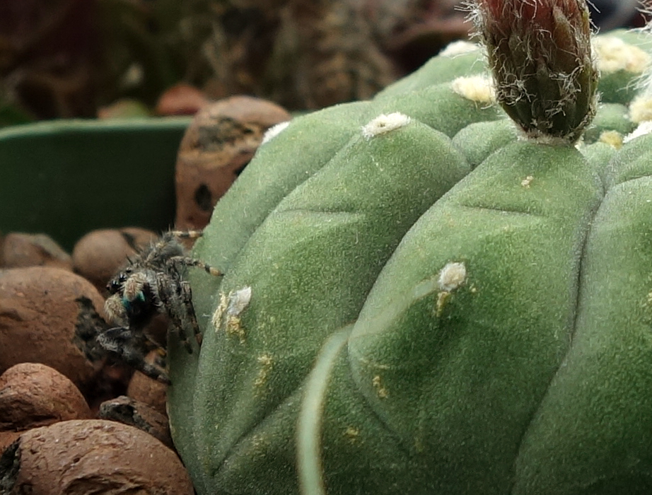 Audrey Phidippus audax 4 12-3-17.jpg