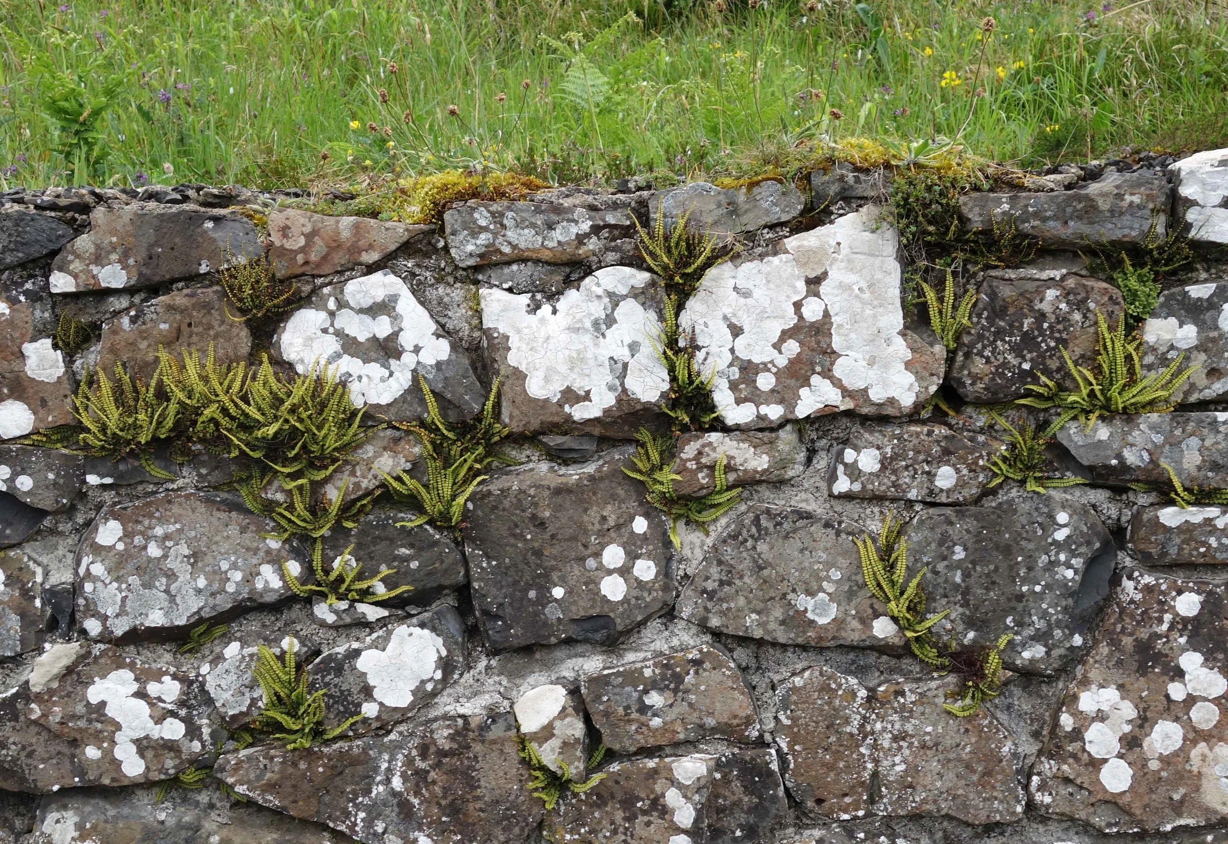 DSC01196v2.jpg