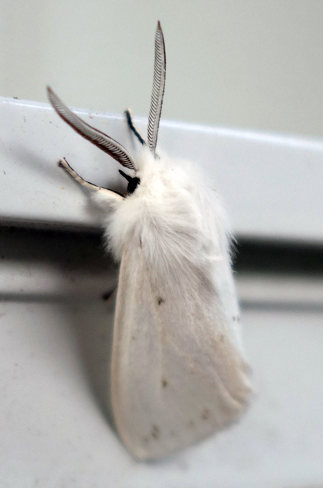 Fall webworm hyphantria cunea 3c.jpg