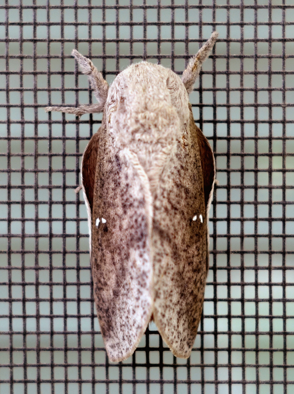 honey locust moth or bisected hlm 2c.jpg