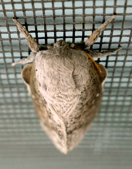 honey locust moth or bisected hlm 3c.jpg