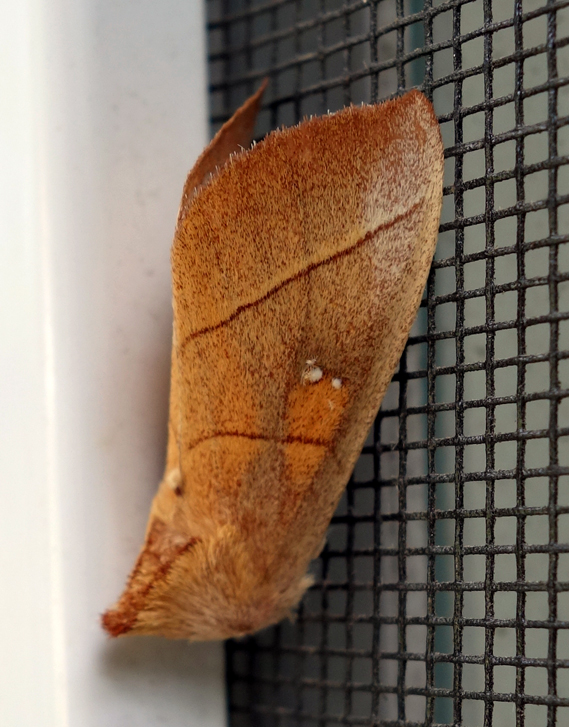 White-dotted Prominent Nadata gibbosa 1c.jpg