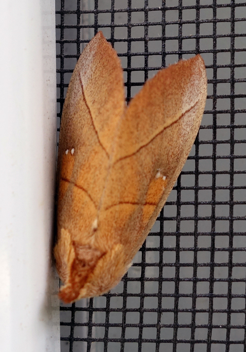 White-dotted Prominent Nadata gibbosa 2c.jpg