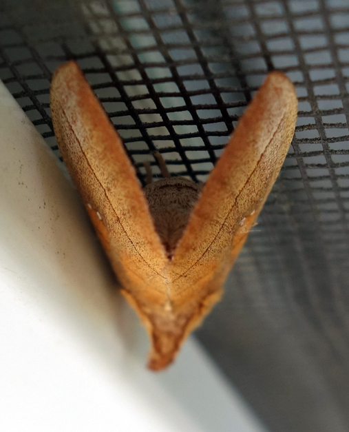 White-dotted Prominent Nadata gibbosa 3c.jpg