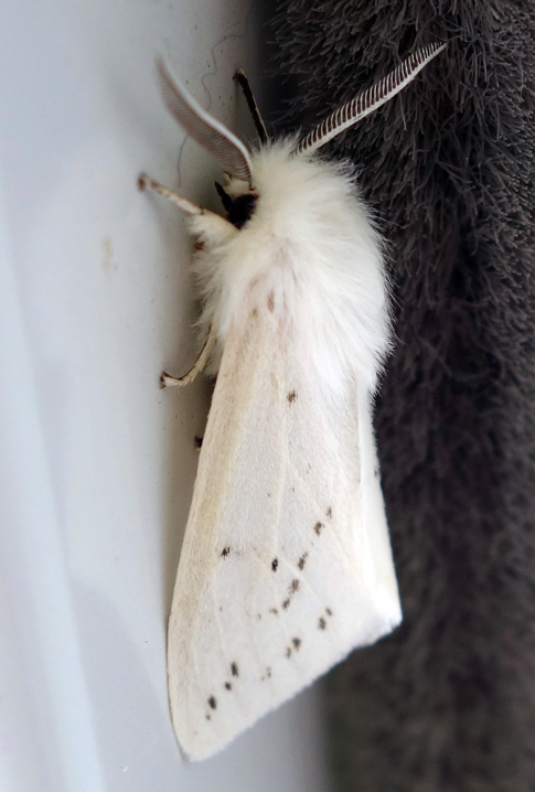 Fall webworm hyphantria cunea 1c.jpg