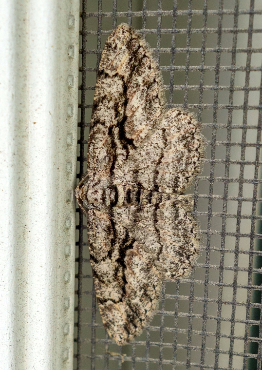 Common gray moth Anavitrinella pampinaria 1c.jpg