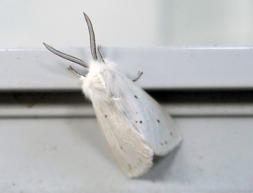 Fall webworm hyphantria cunea 2c.jpg