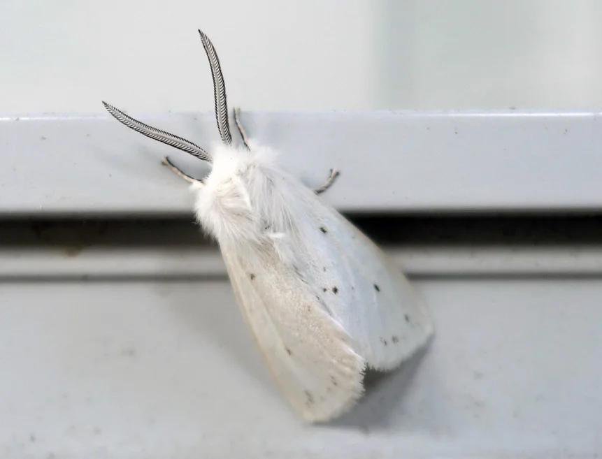 Fall webworm hyphantria cunea 2c.jpg