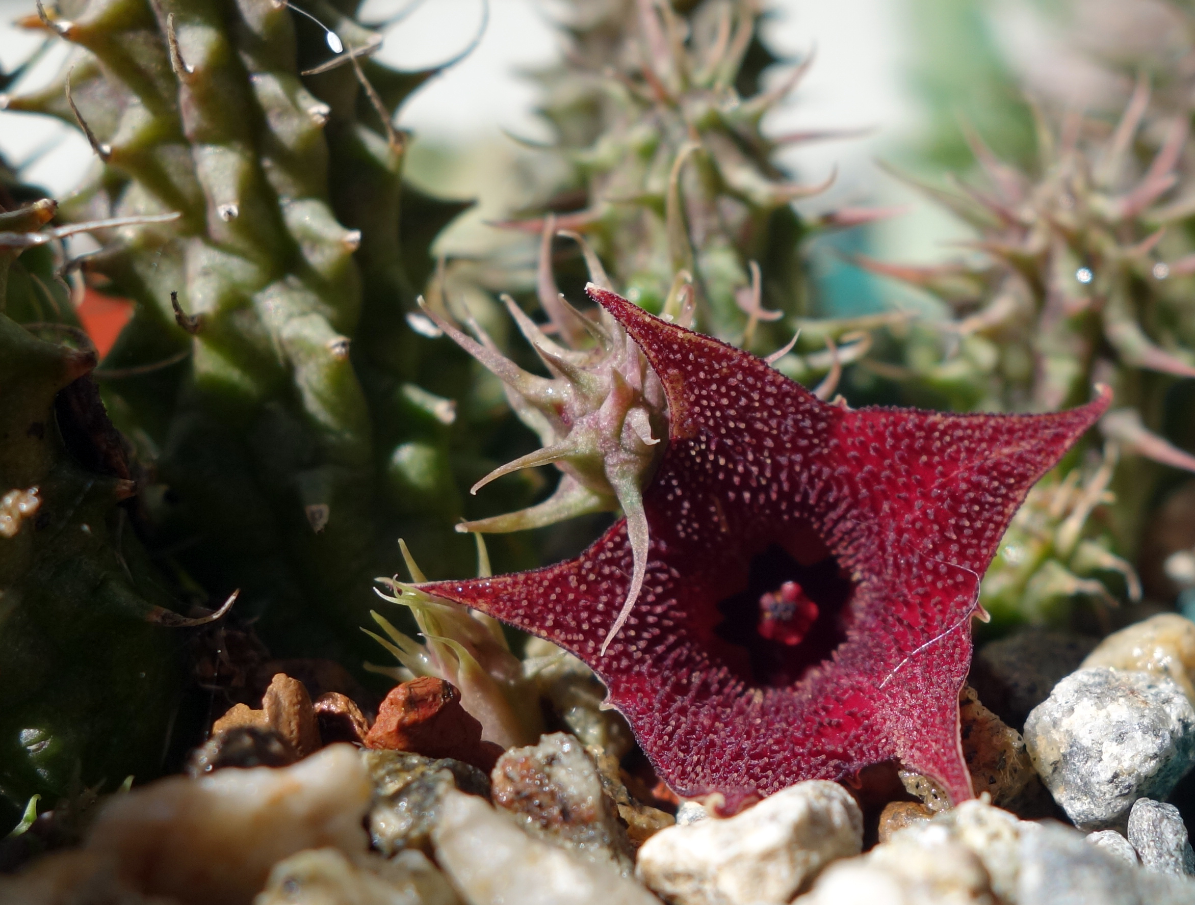 huernia verekeri 9-22-18 flower.jpg