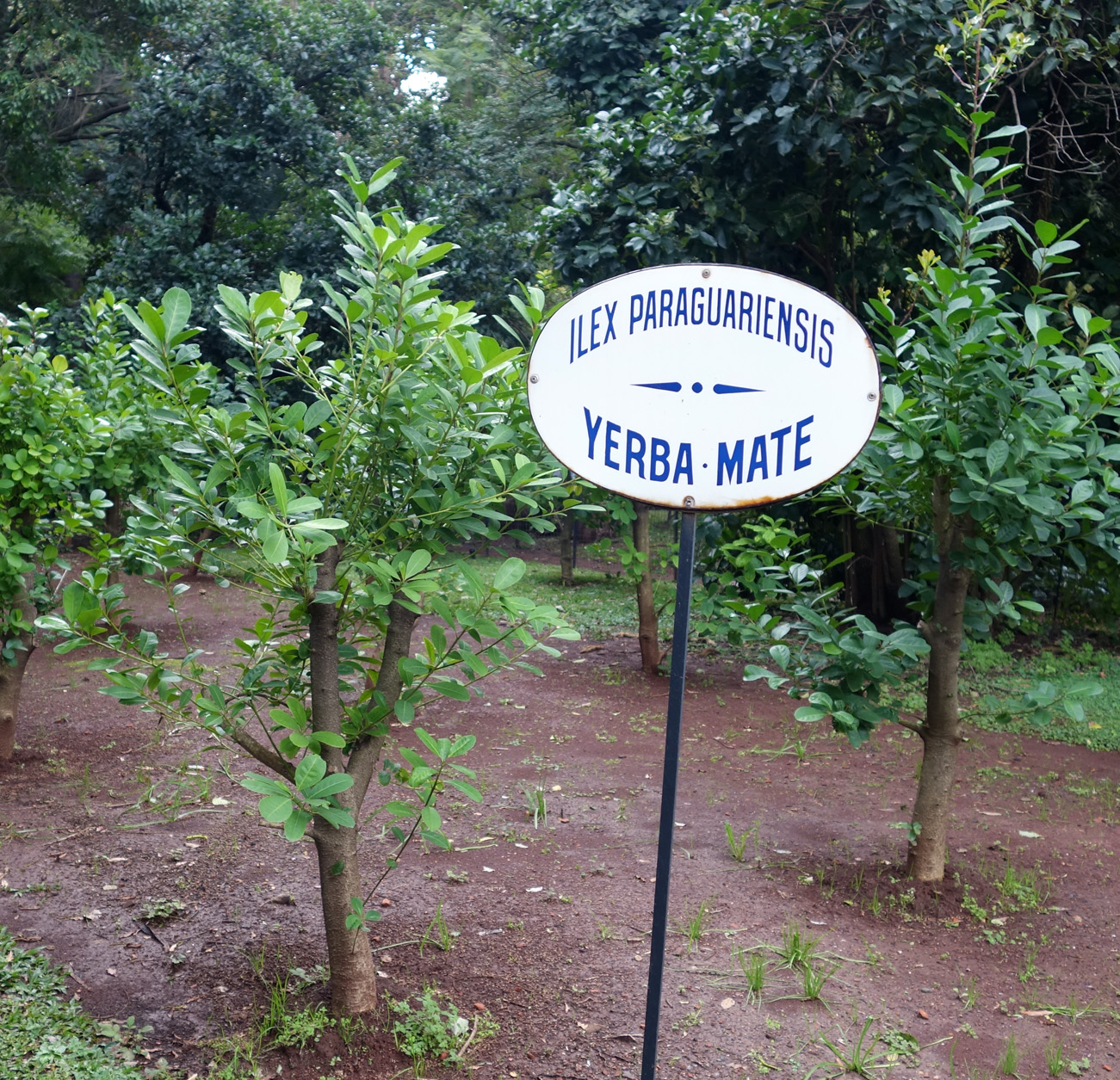 yerbamatec.jpg