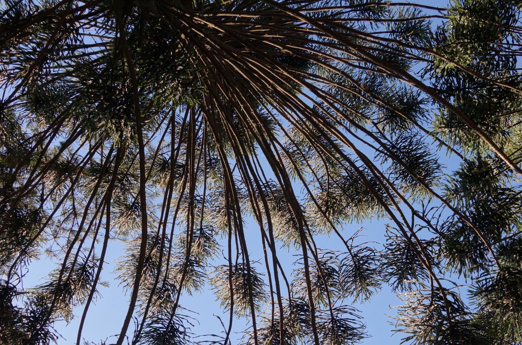DSC04067v2c.jpg