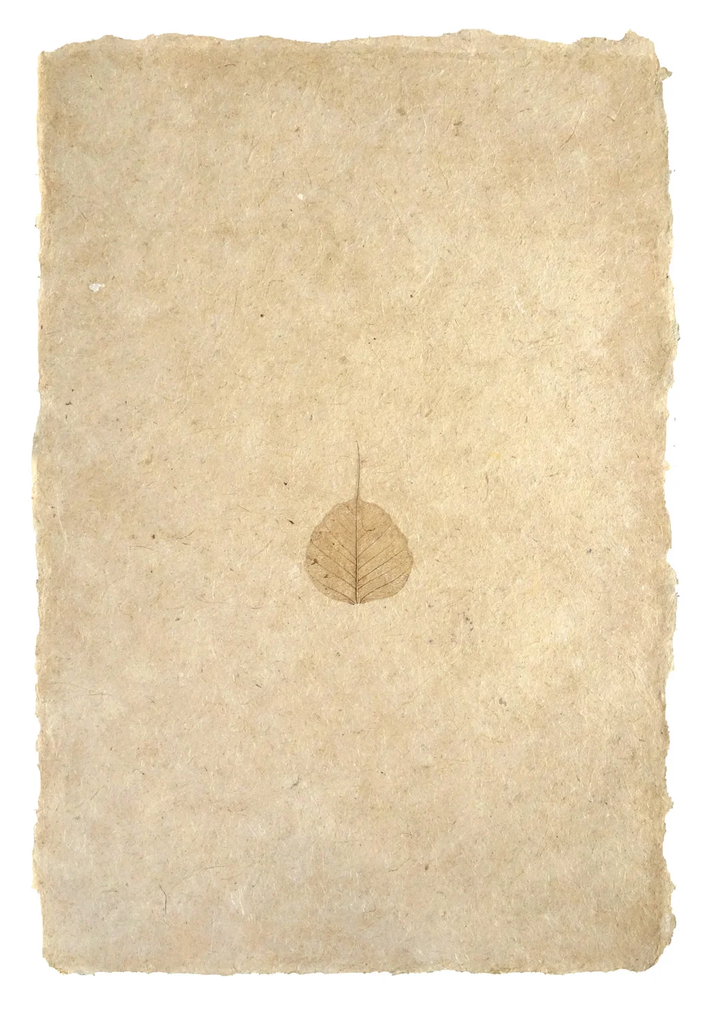 skeleton leaf 1c.jpg