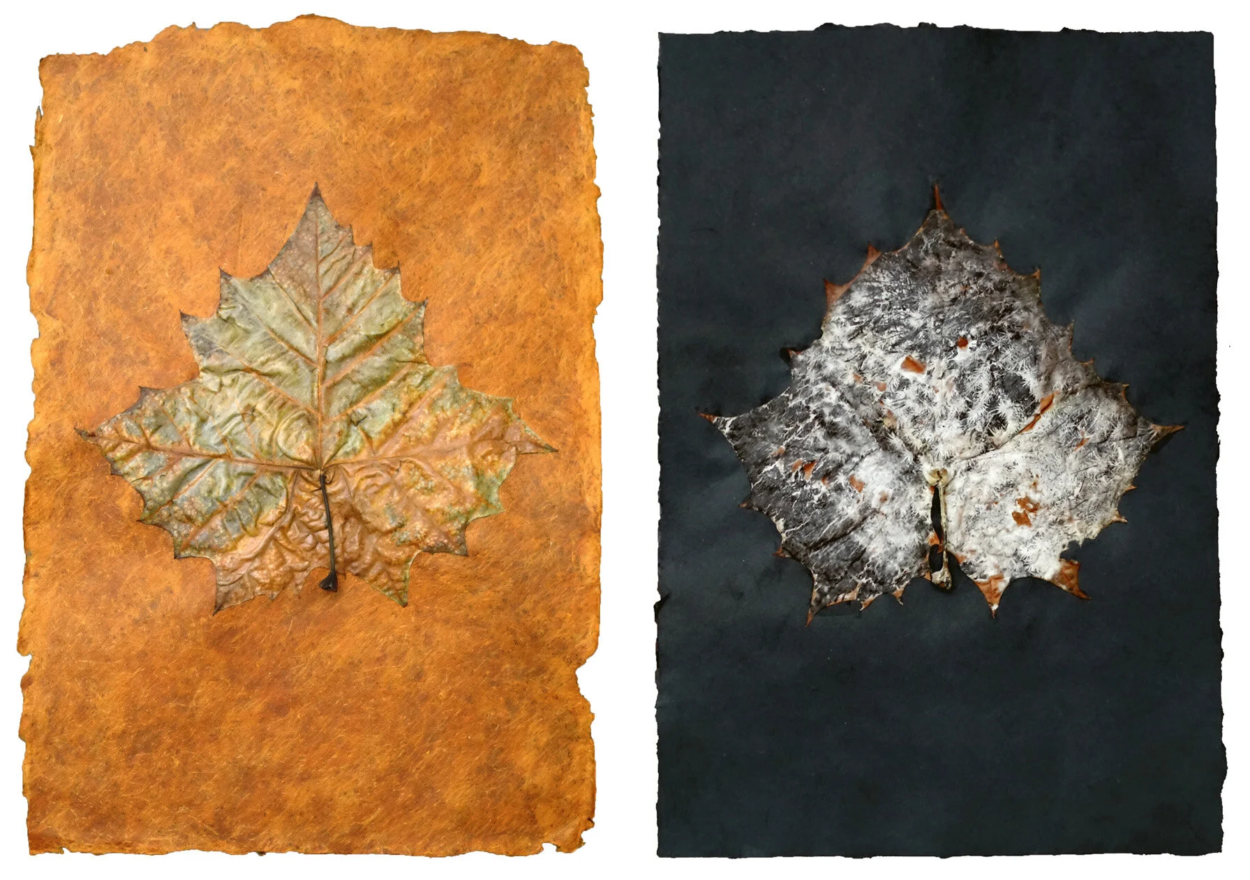 Gardens of Memory: Sycamore Leaf Diptych