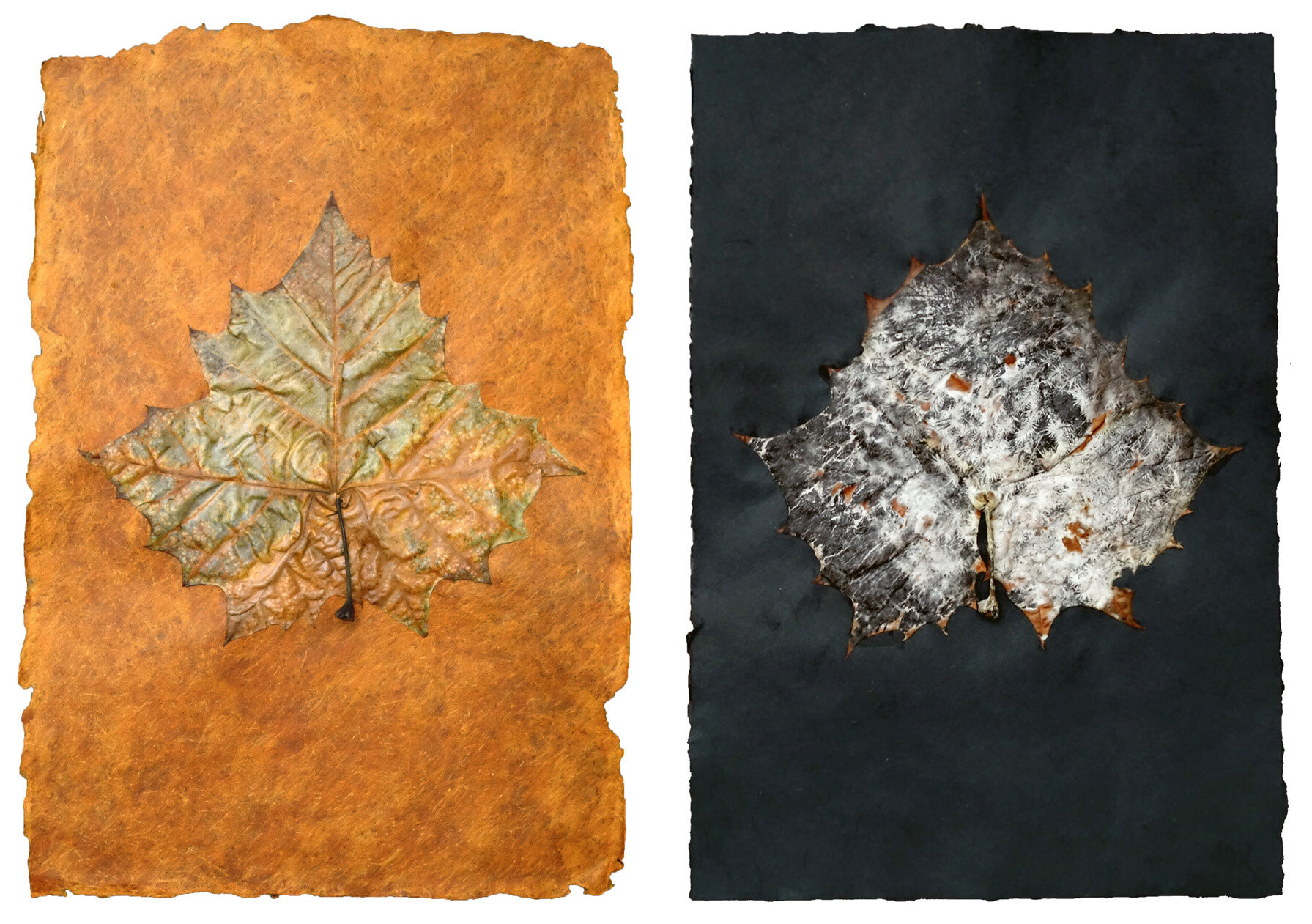 Gardens of Memory: Sycamore Leaf Diptych