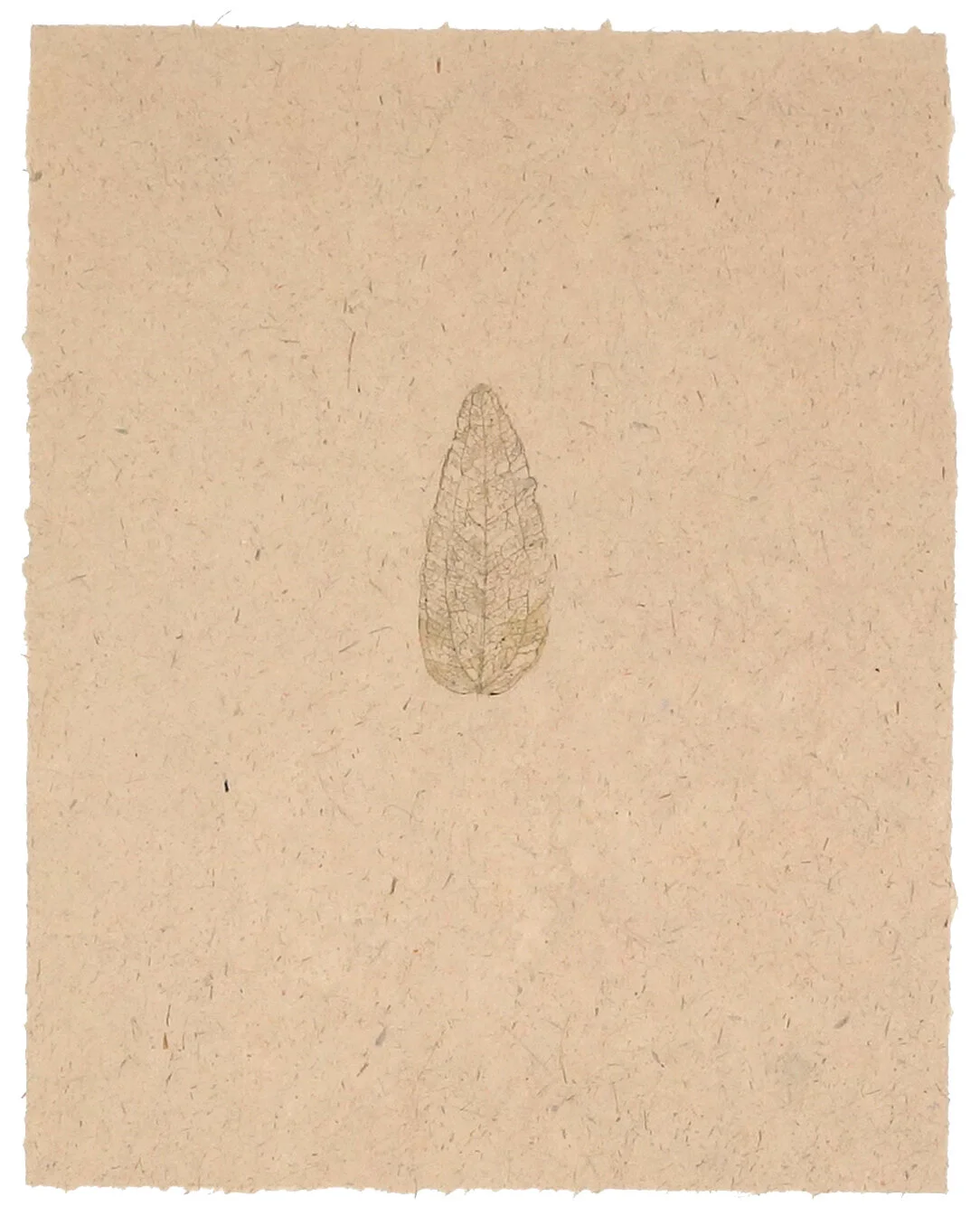 skeleton leaf 2.jpg