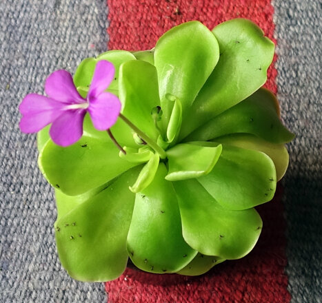 Butterwort Pinguicula gigantea Nov19.jpg