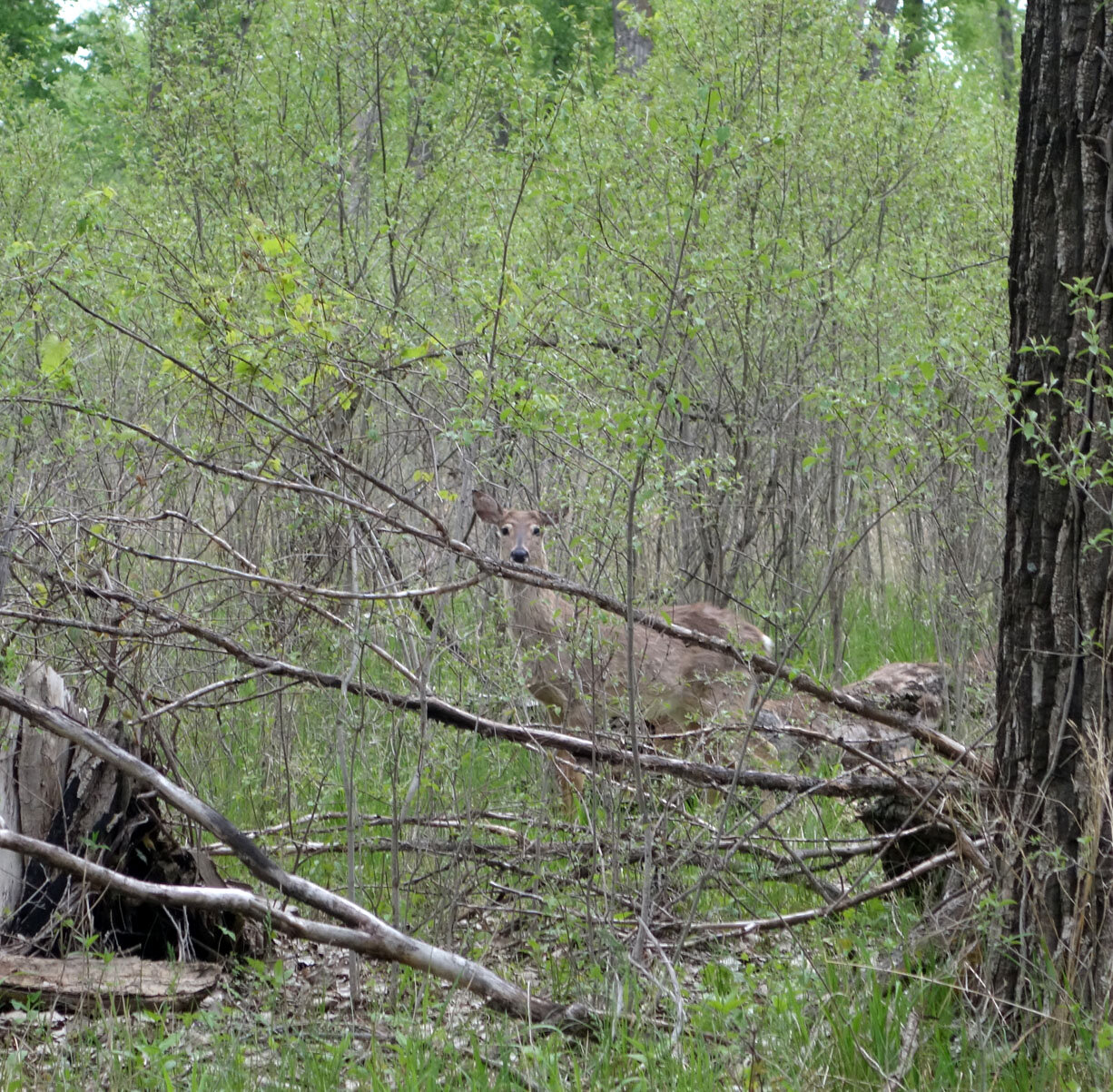 deer in woods.jpg