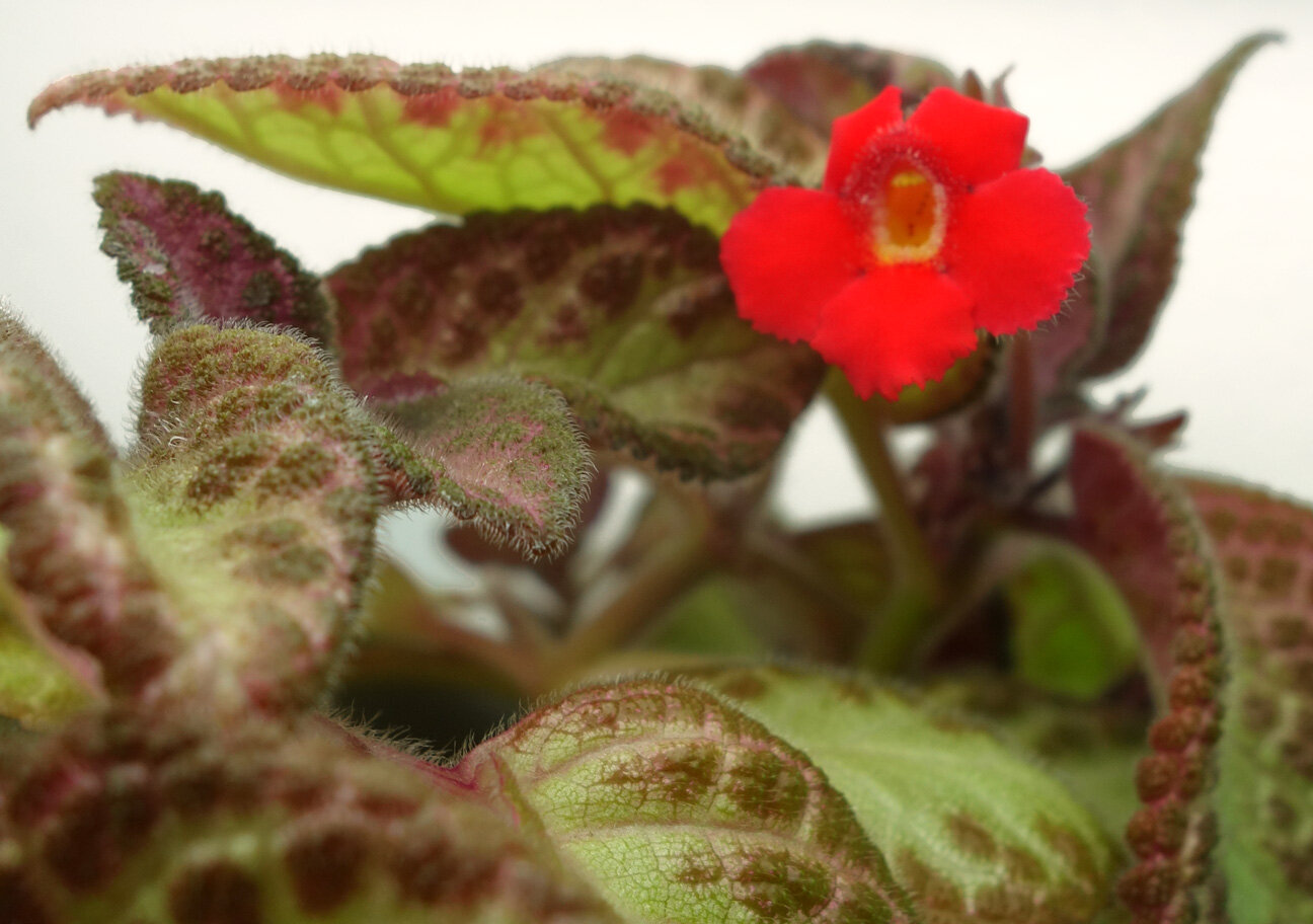 episcia bloom Jul20.jpg