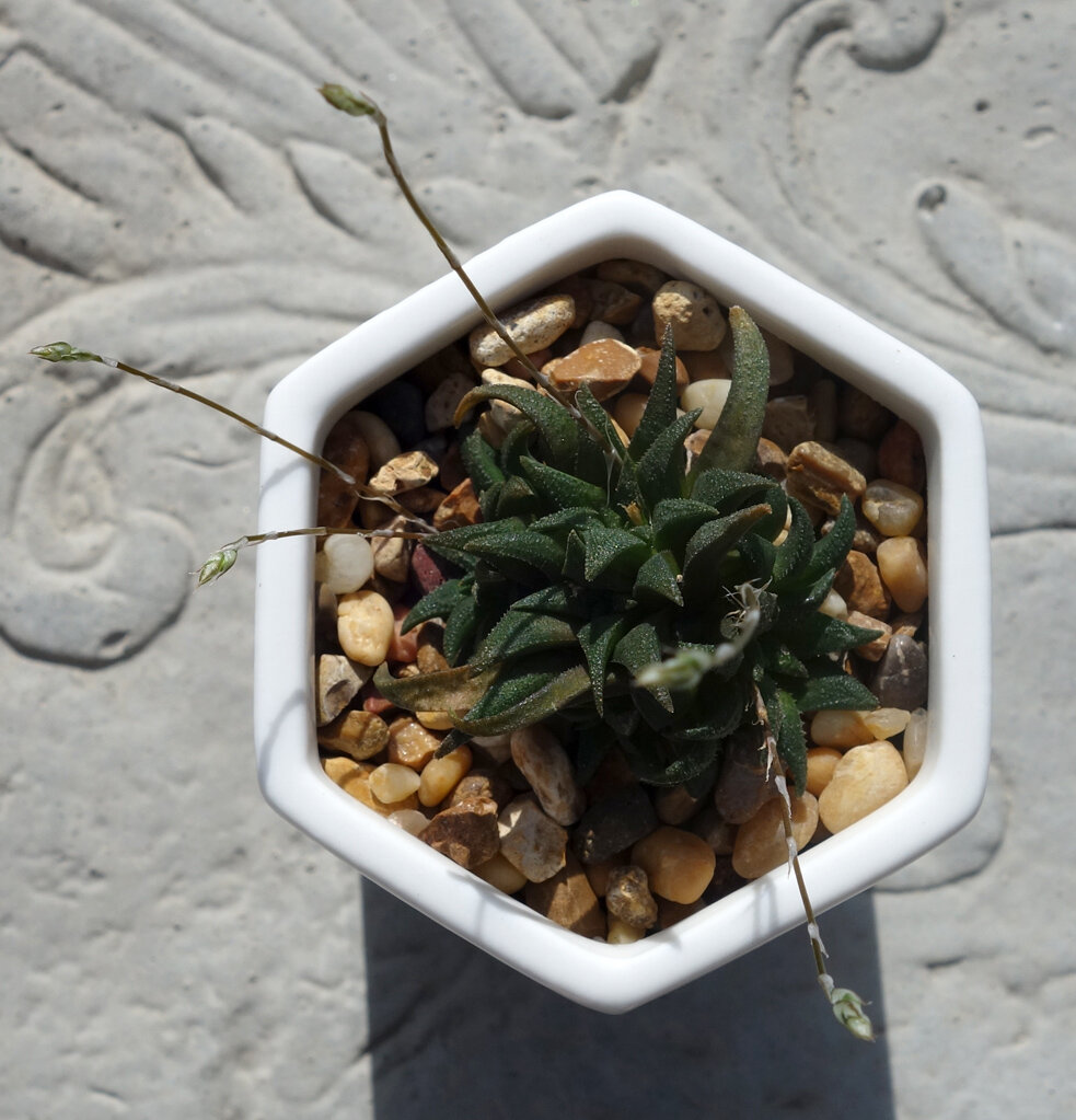 Haworthia parksiana Jul20.jpg