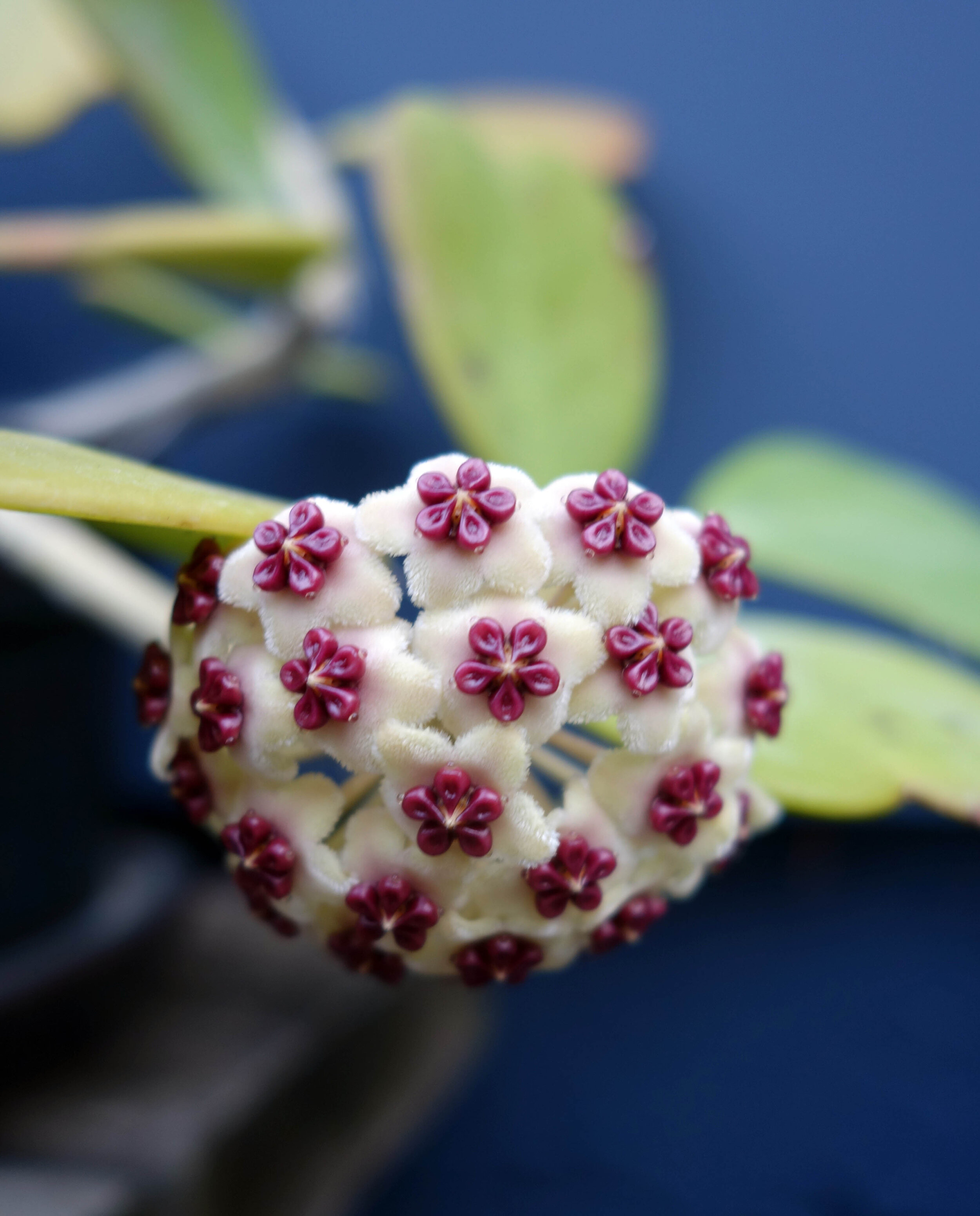 Hoya kerrii flowering Jul20.jpg