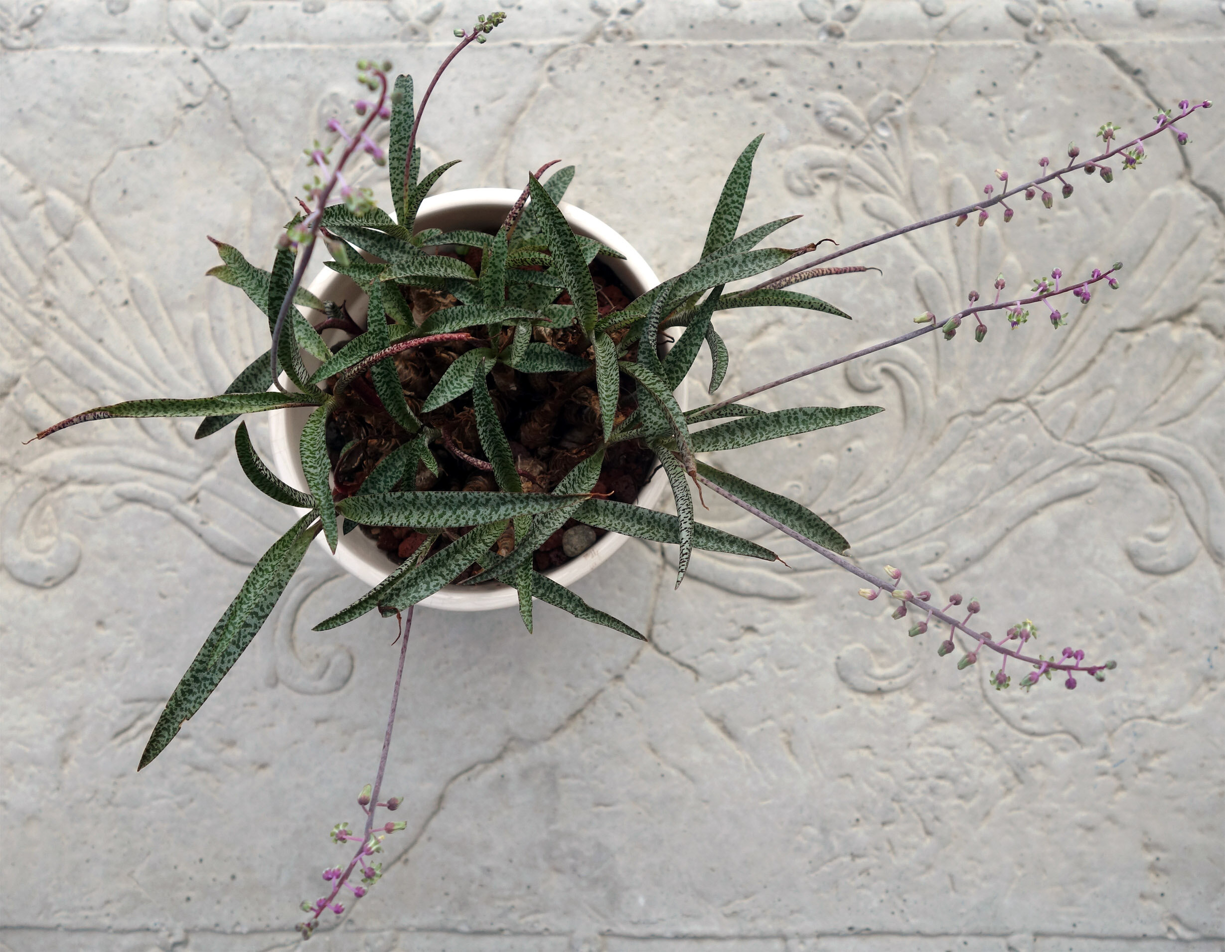 Ledebouria spp flowering Jul20.jpg