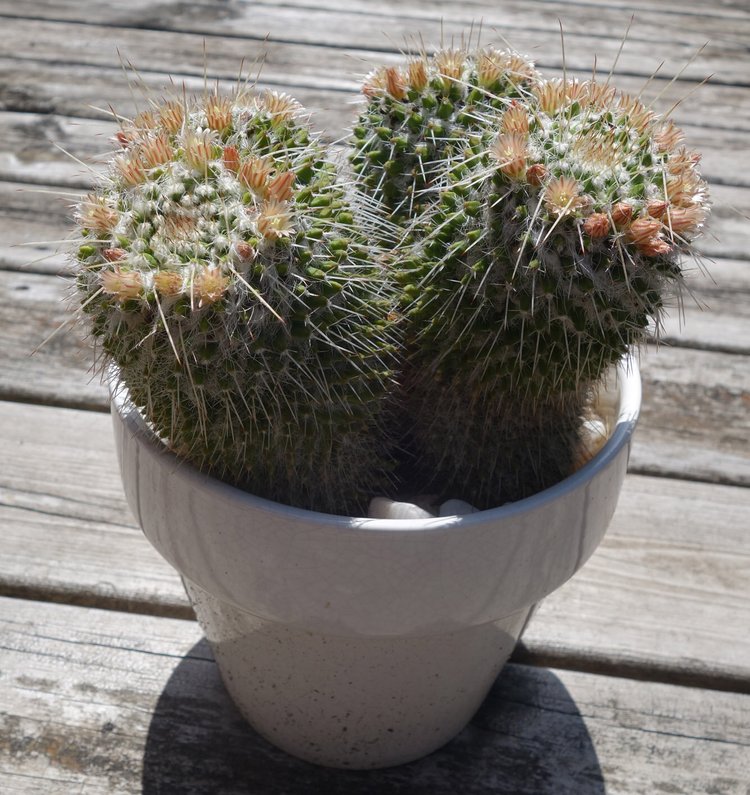 Mammillaria karwinskiana ssp. nejapensis  Shelby Prindaville  Upcoming  events & blog