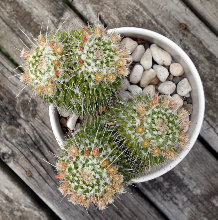 Mammillaria karwinskiana ssp. nejapensis  Shelby Prindaville  Upcoming  events & blog