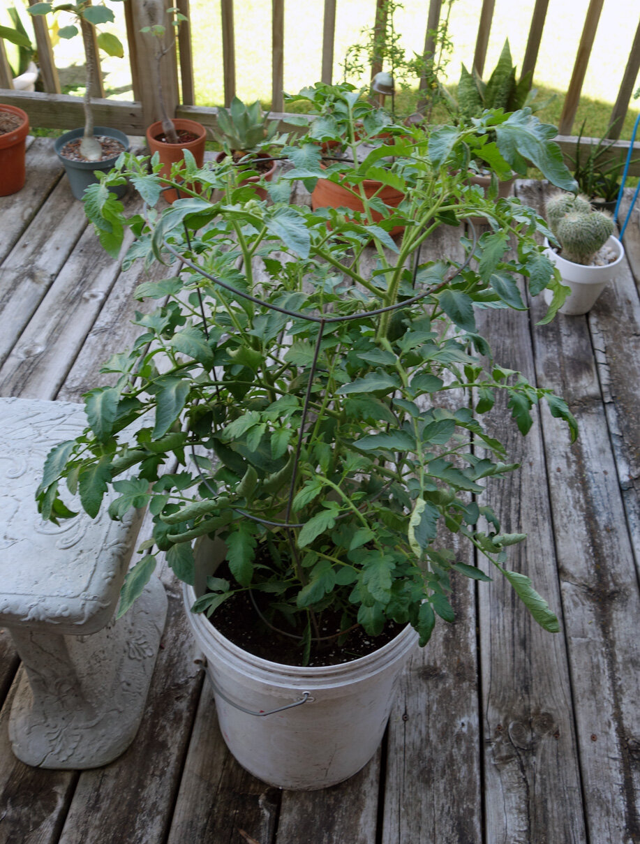 tomato plant Jul20.jpg