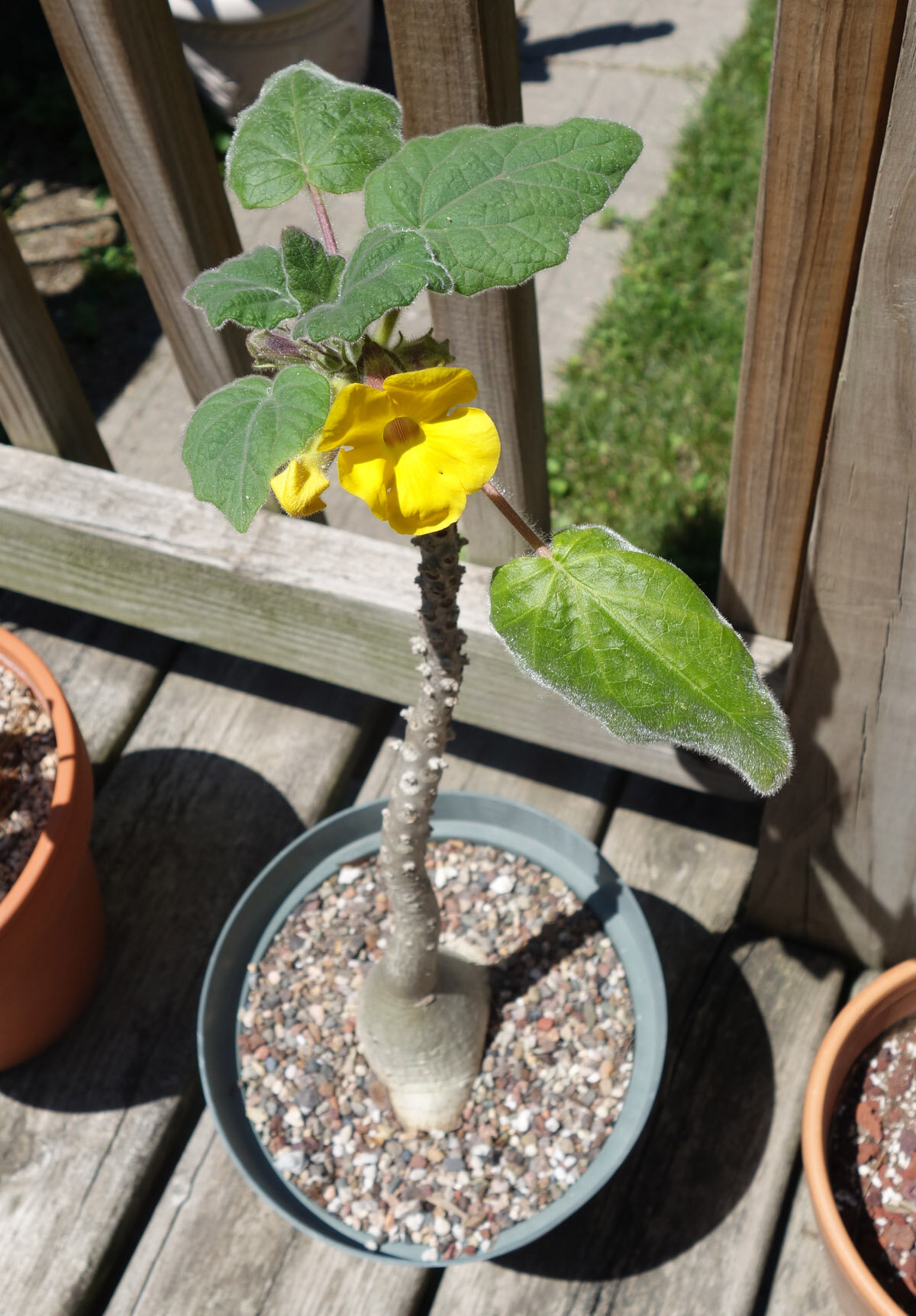 uncarina roeoesliana Jun20.jpg