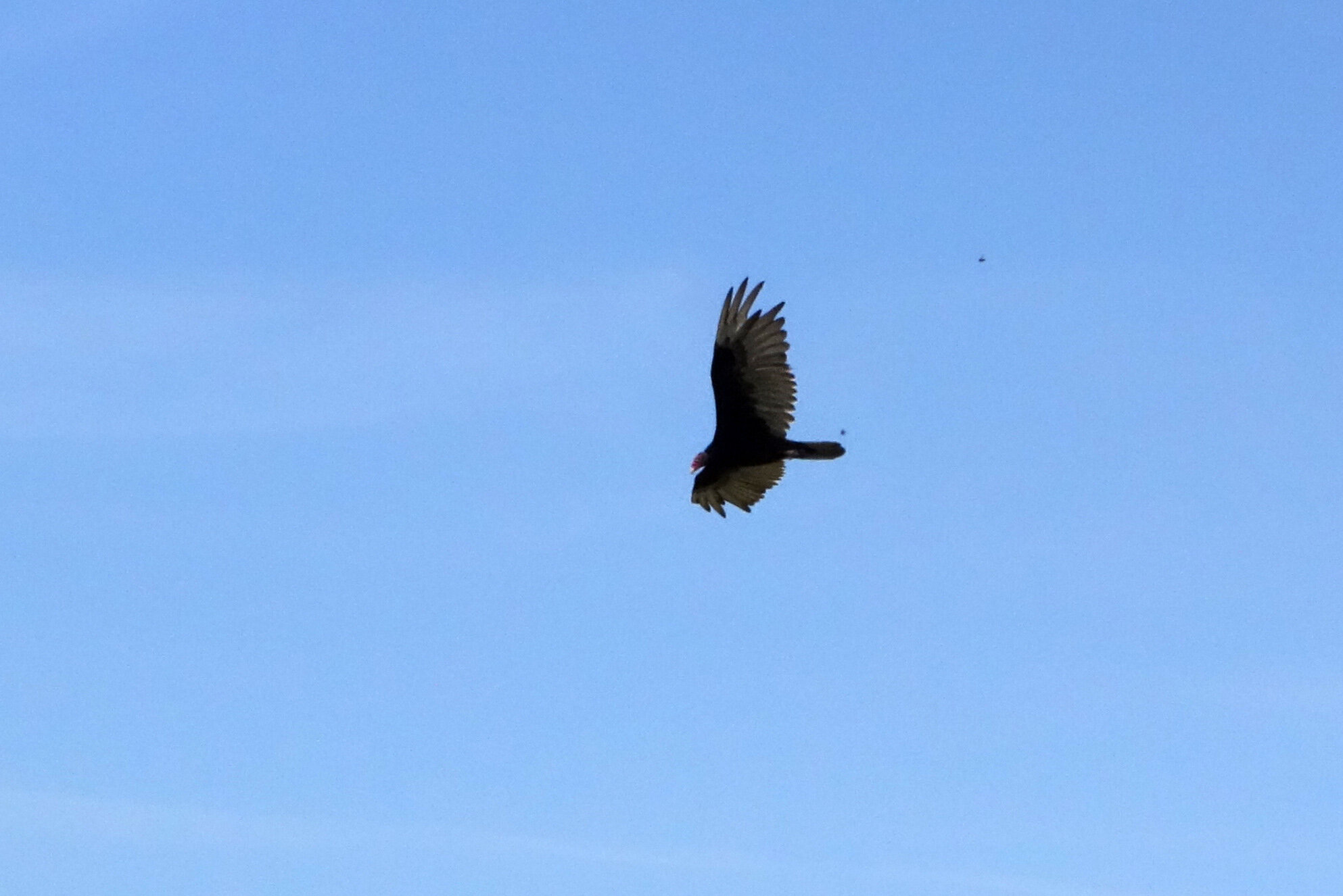 turkey vulture 1.jpg