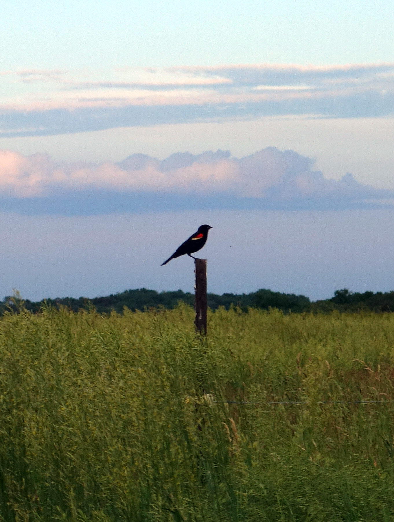 redwing blackbird.jpg