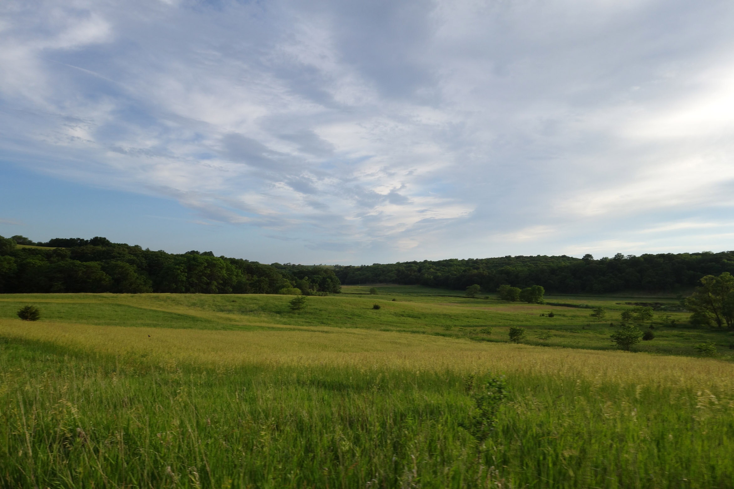 landscape forest prairie sky.jpg