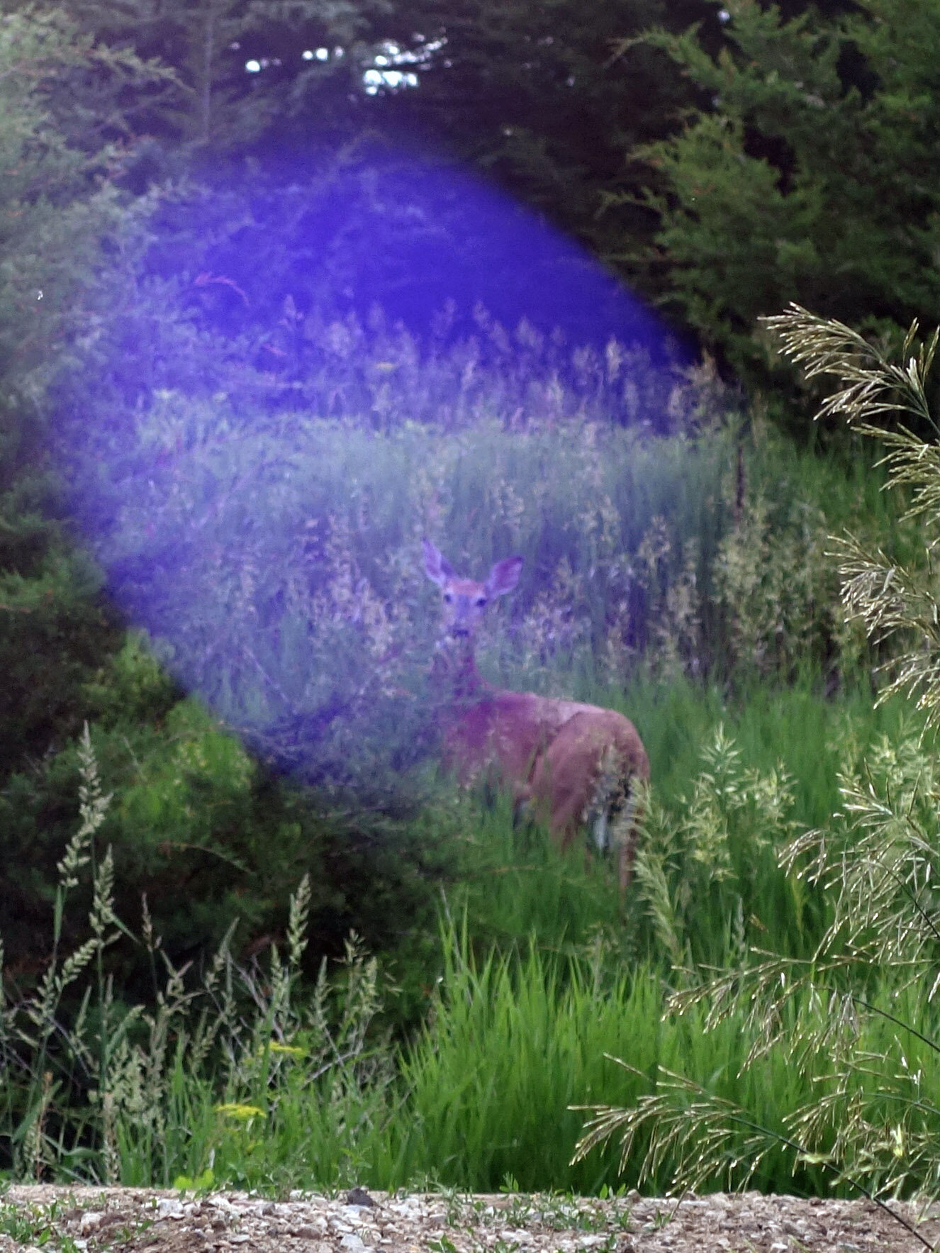 deer camera flare.jpg