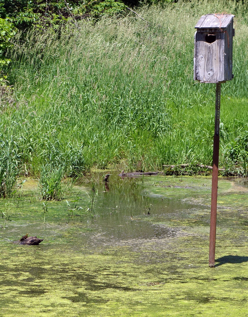 turt log birdhouse 1.jpg