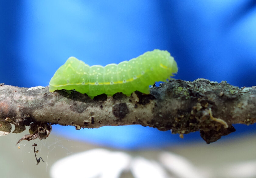 caterpillar 2.jpg
