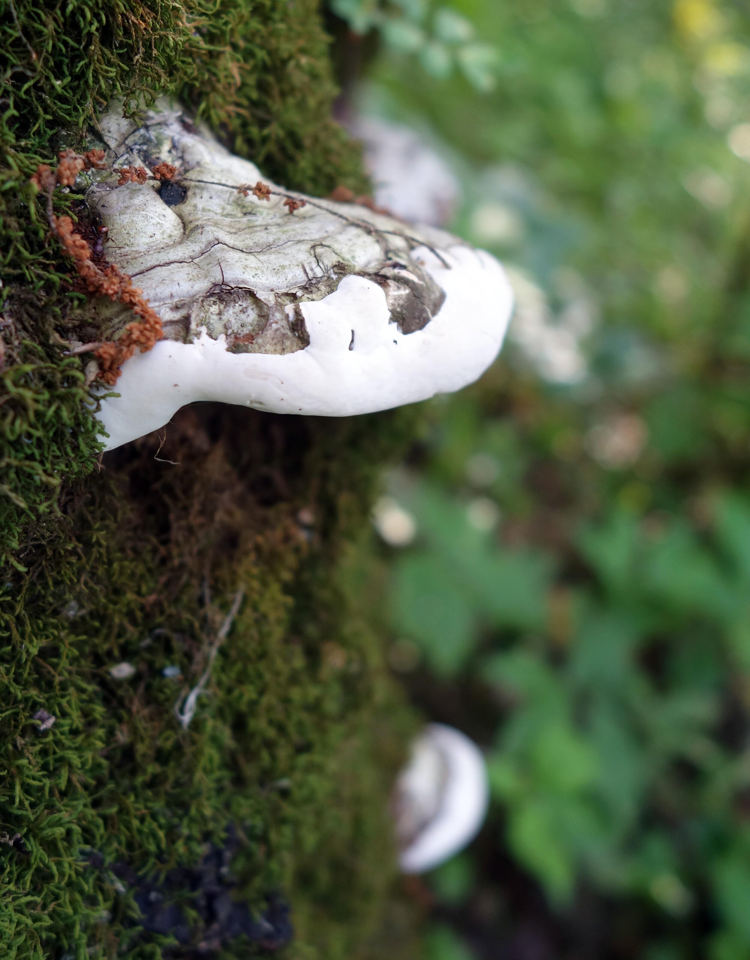 mushroom 3.jpg