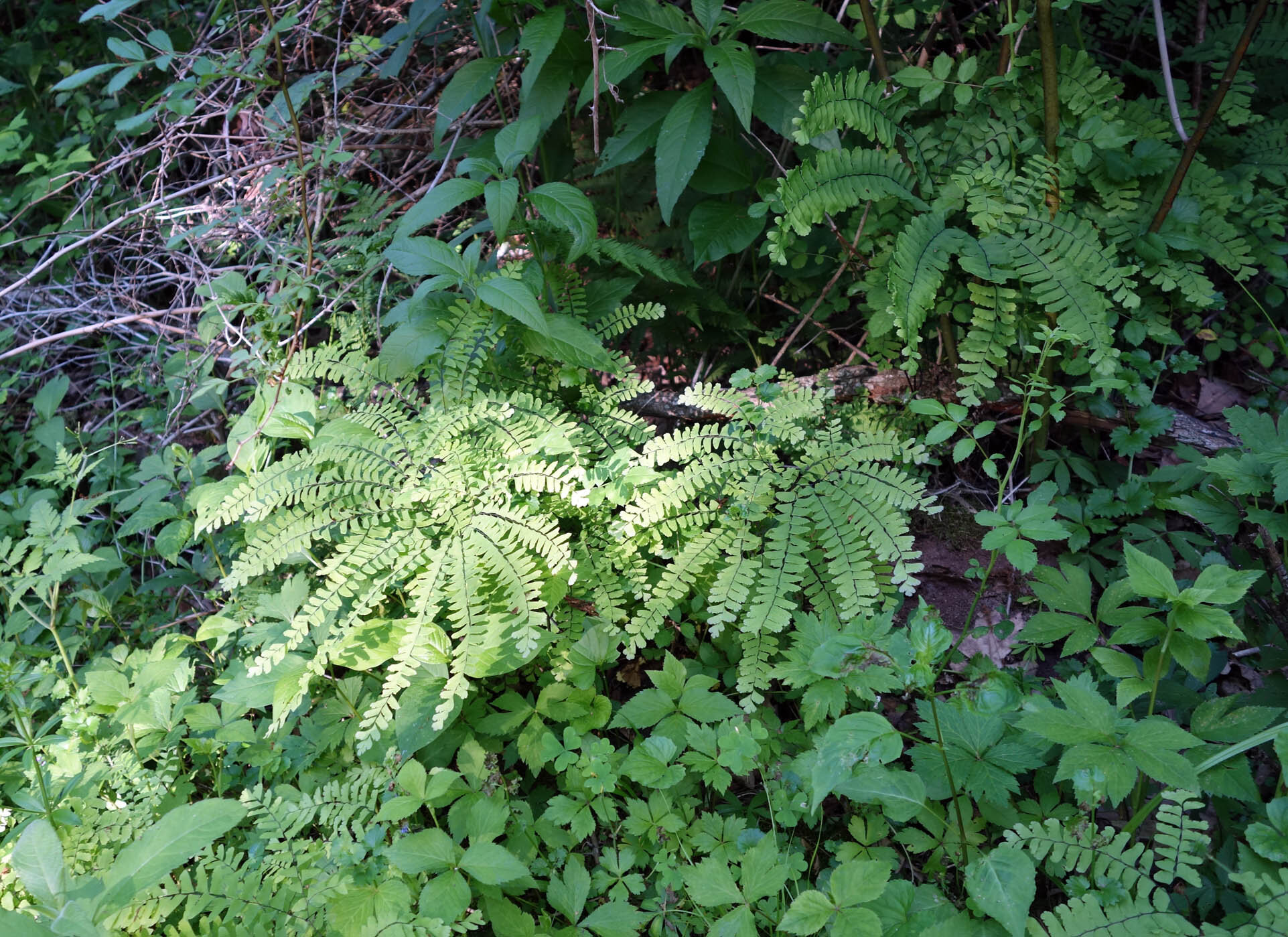 ferns 1.jpg