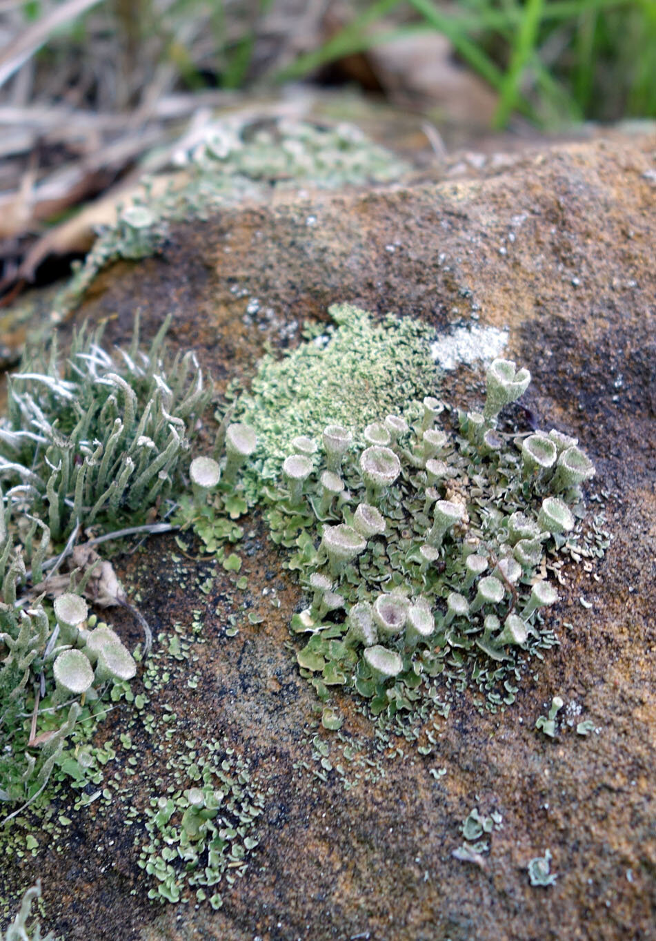 lichens 1c.jpg