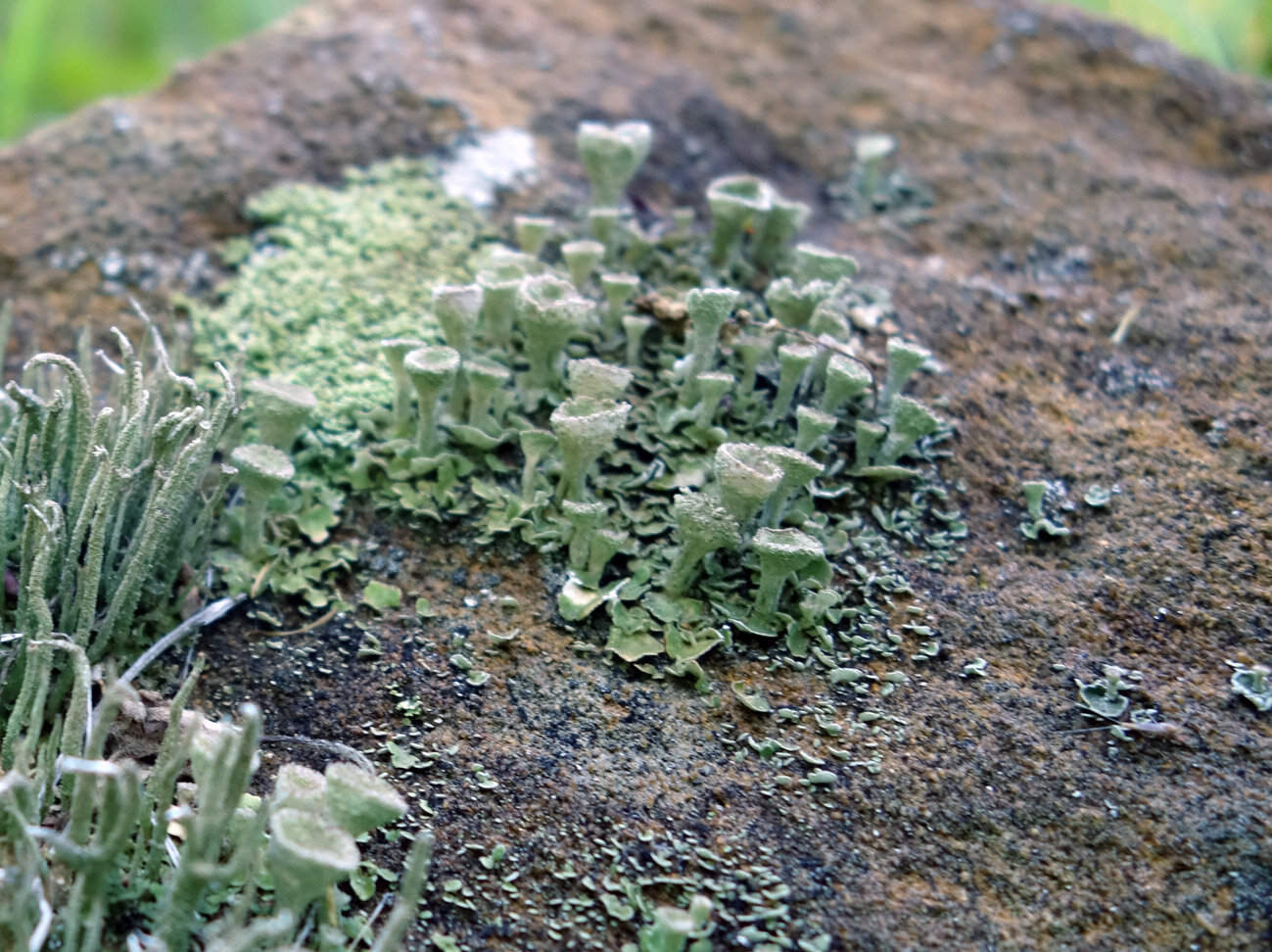 lichens 2c.jpg