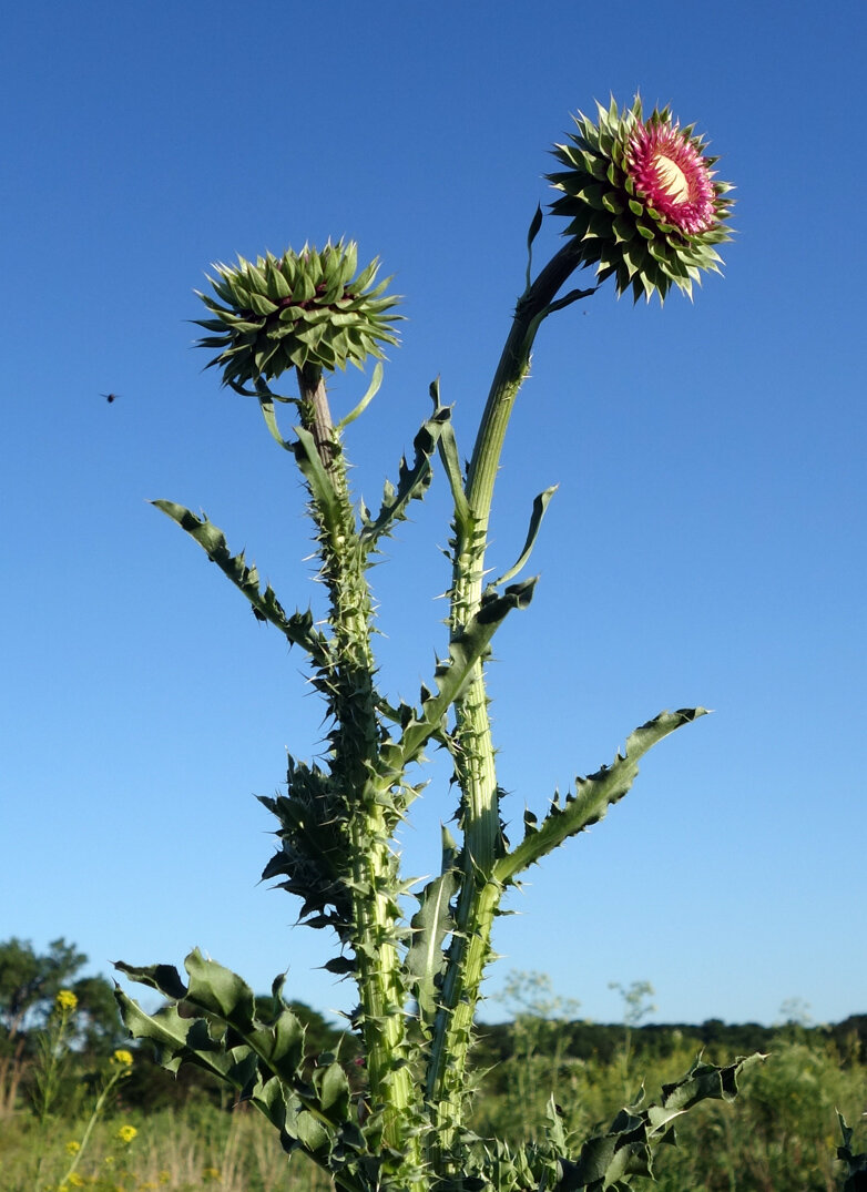 thistles 2c.jpg