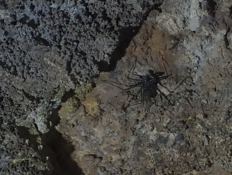 cave spider.jpg
