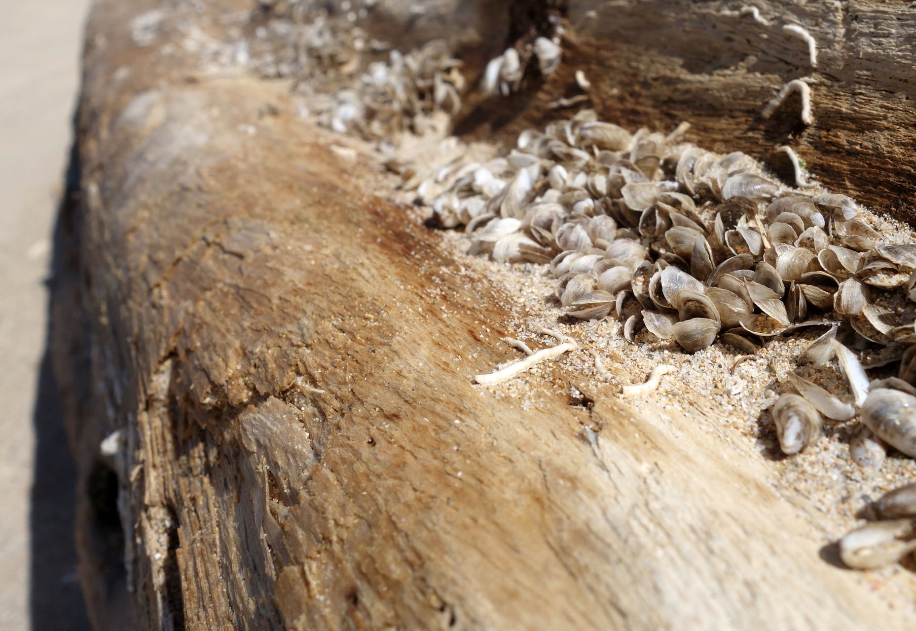 driftwood 1.jpg
