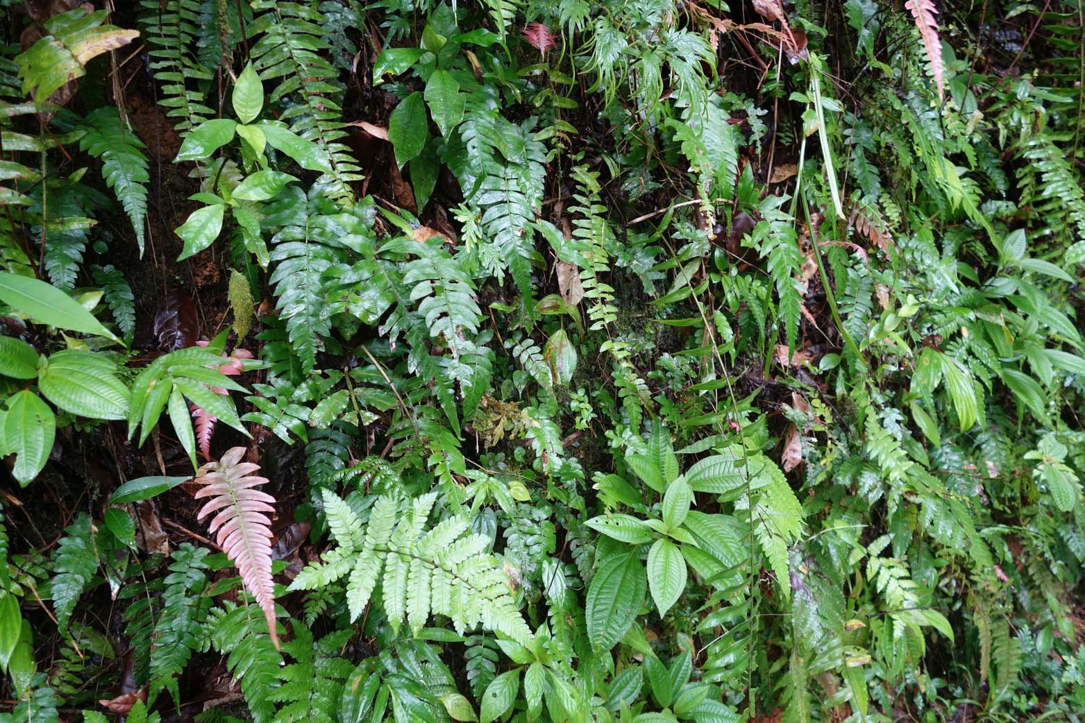 natural fern wall.jpg