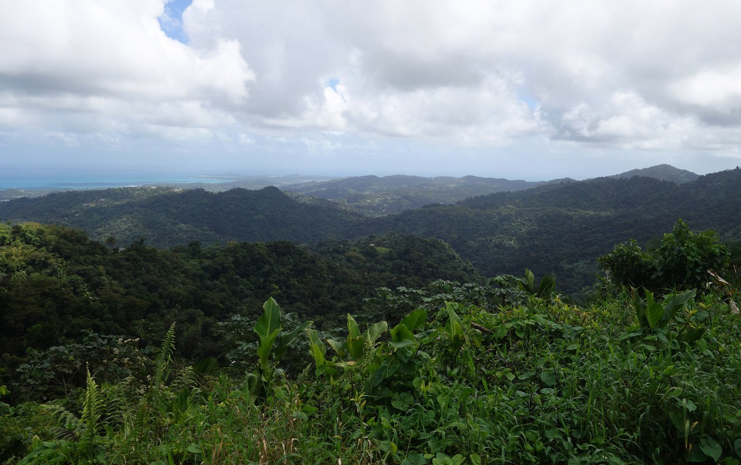 rainforest view.jpg
