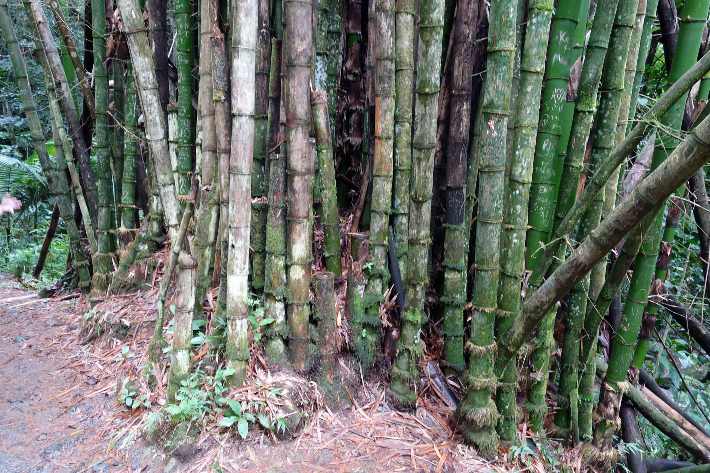rainforet bamboo.jpg