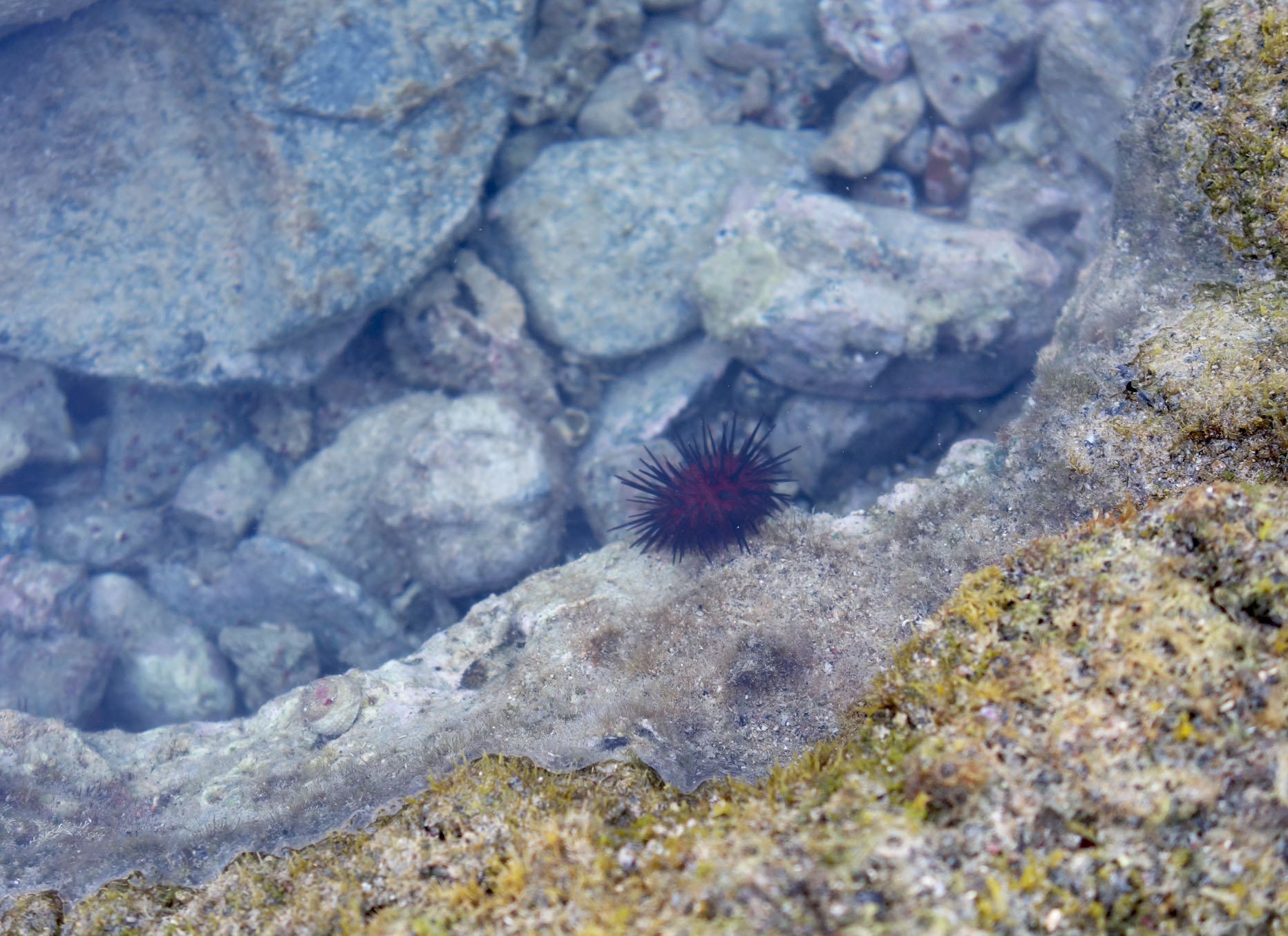 red urchin.jpg