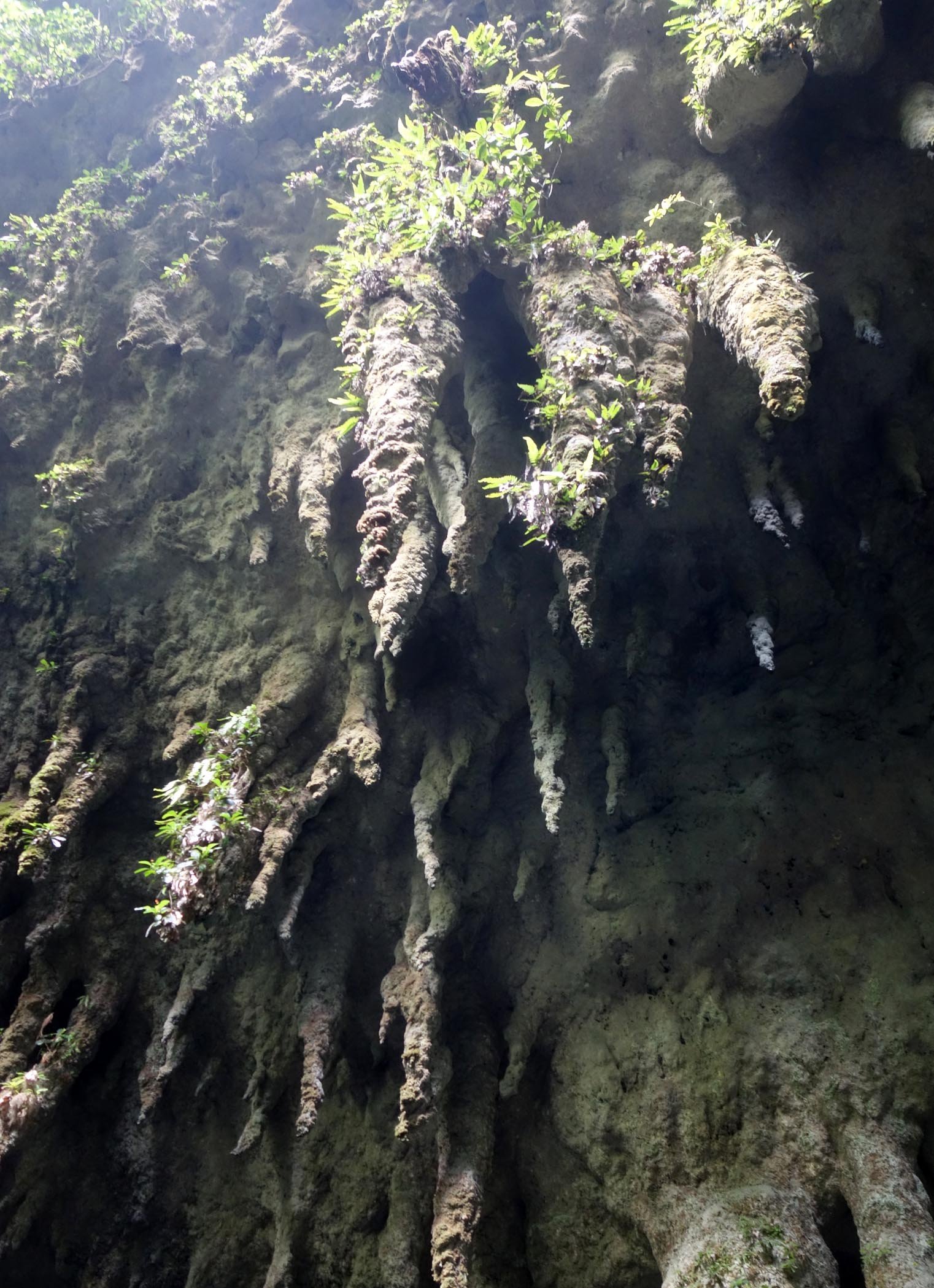 sinkhole stalactites.jpg