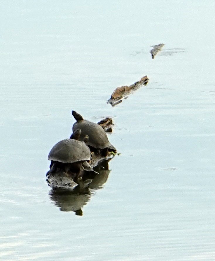 turtles log.jpg